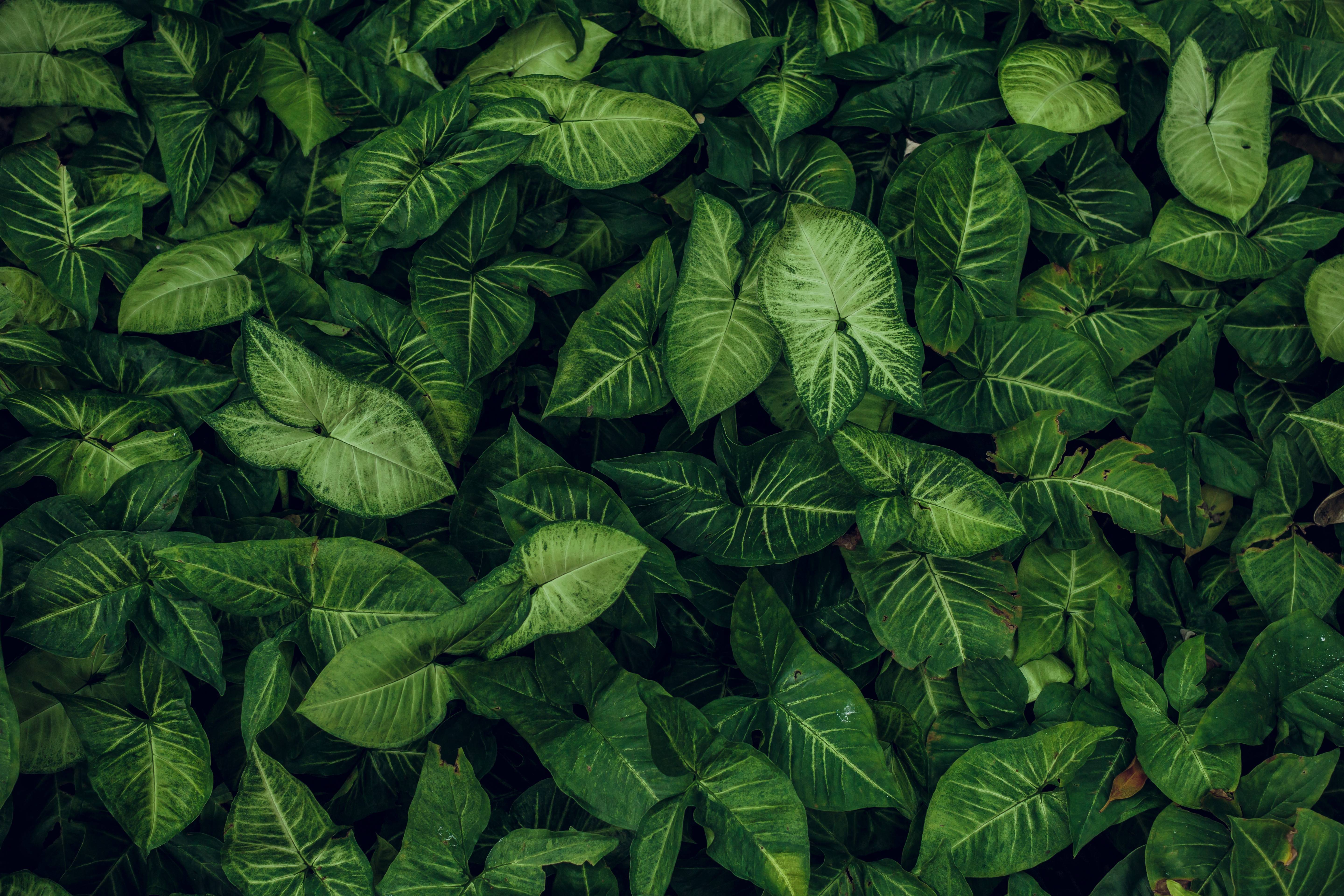 Accompagnement naturopathie